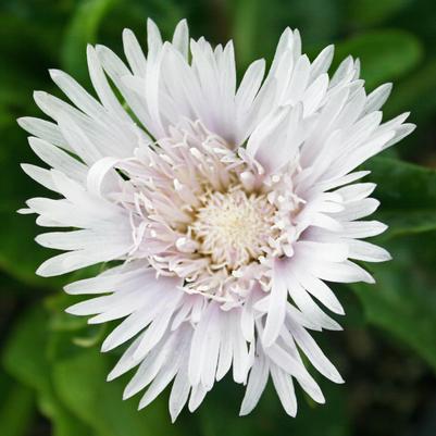 Stokesia laevis Divinity