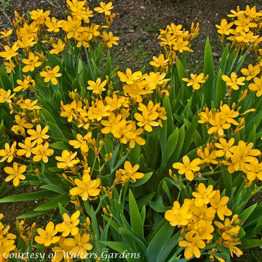 Belamcanda chinensis Hello Yellow