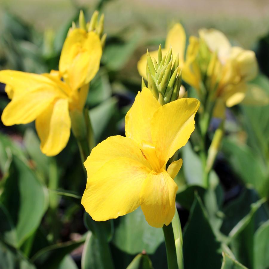 Canna Cannova Yellow