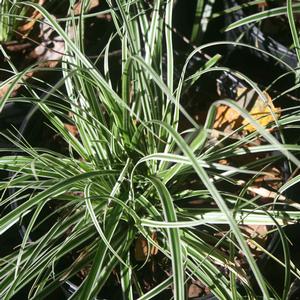 Carex oshimensis Everest