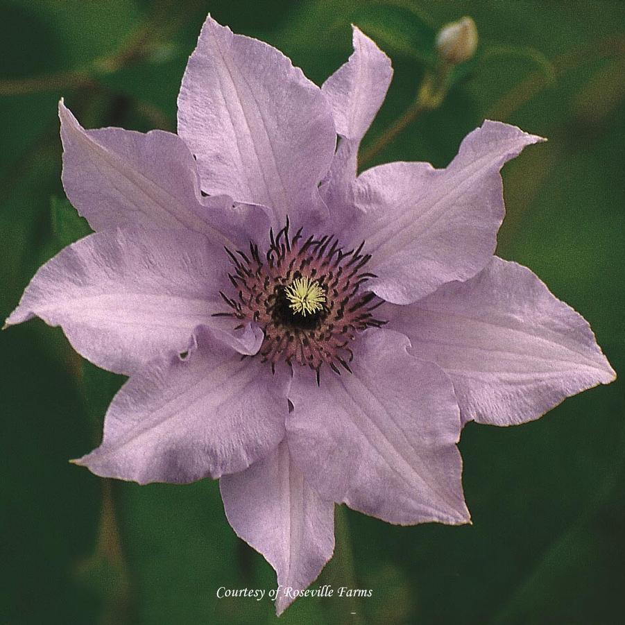 Clematis Pink Climador