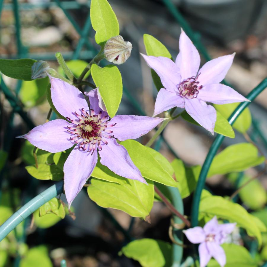 Clematis Pink Climador