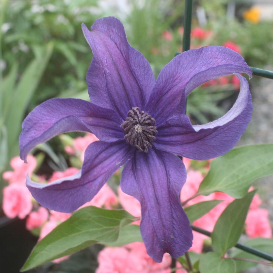 Clematis Sapphire Indigo