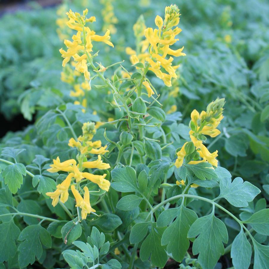 Corydalis caseana brandegei Canary Feathers