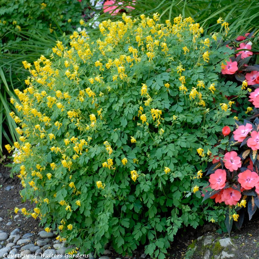 Corydalis lutea 