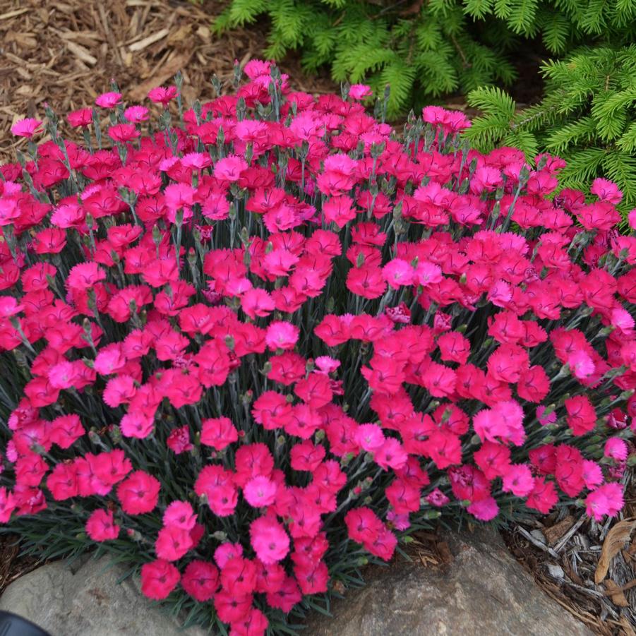 Dianthus Paint the Town Magenta