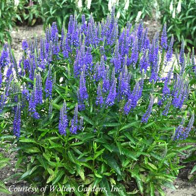 Veronica longifolia Royal Rembrandt