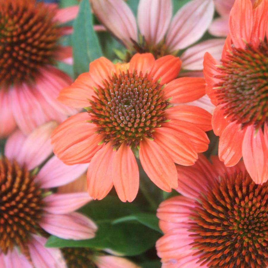 Echinacea Sombrero Hot Coral