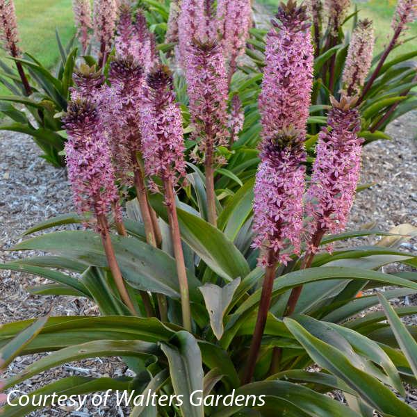 Eucomis African Night