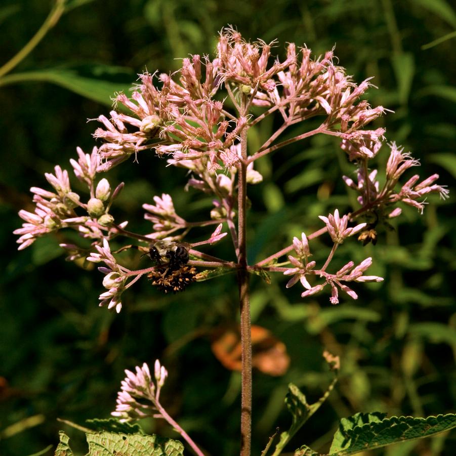 Eupatorium fistulosum 