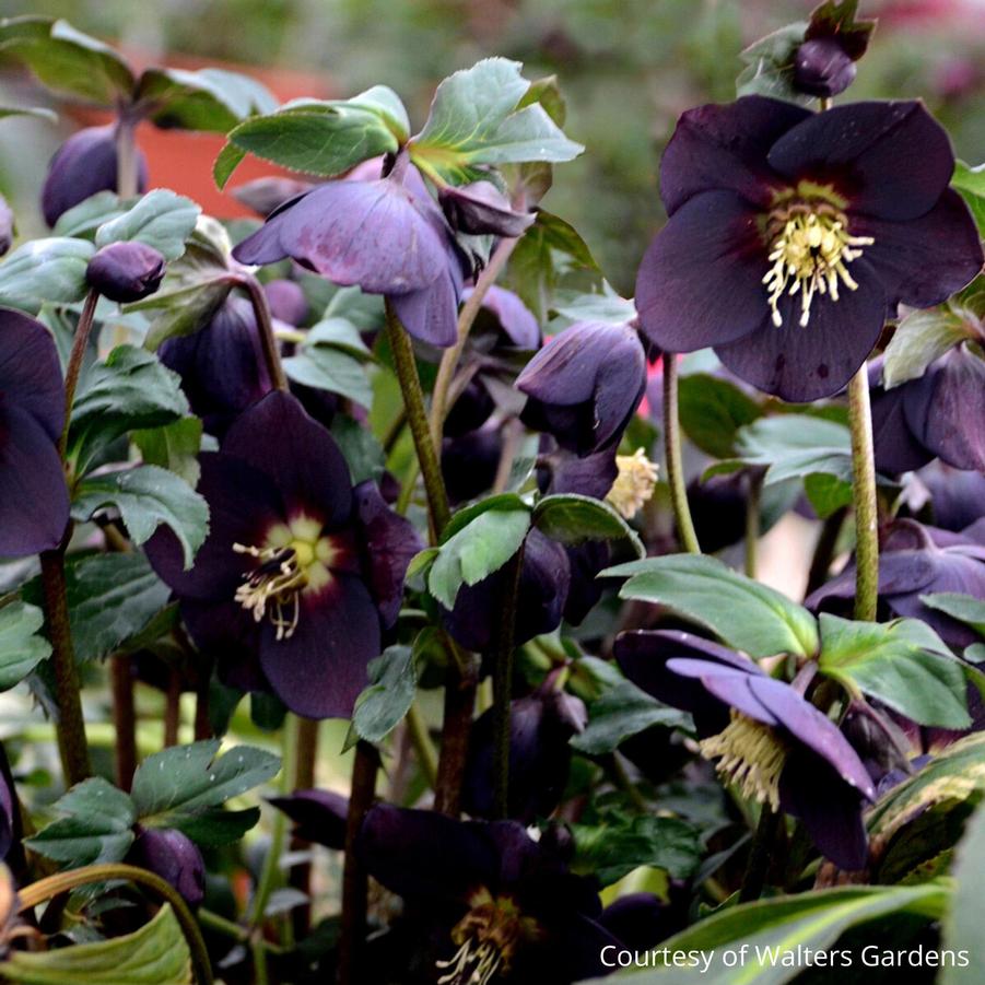 Helleborus New York Night