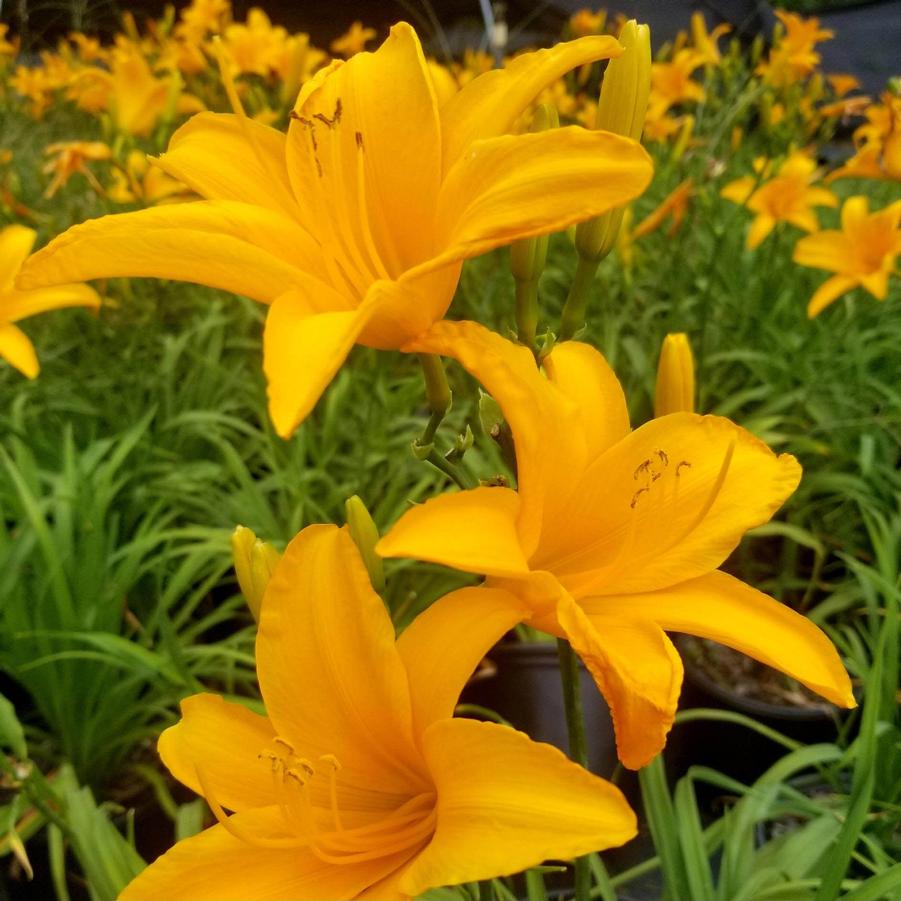 Hemerocallis Wrong Todd