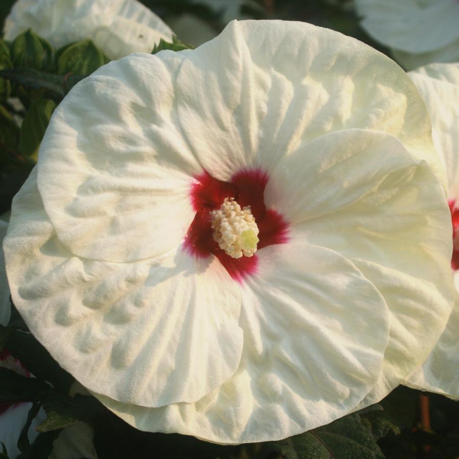 Hibiscus moscheutos French Vanilla