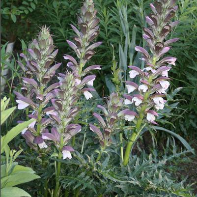 Acanthus spinosus 