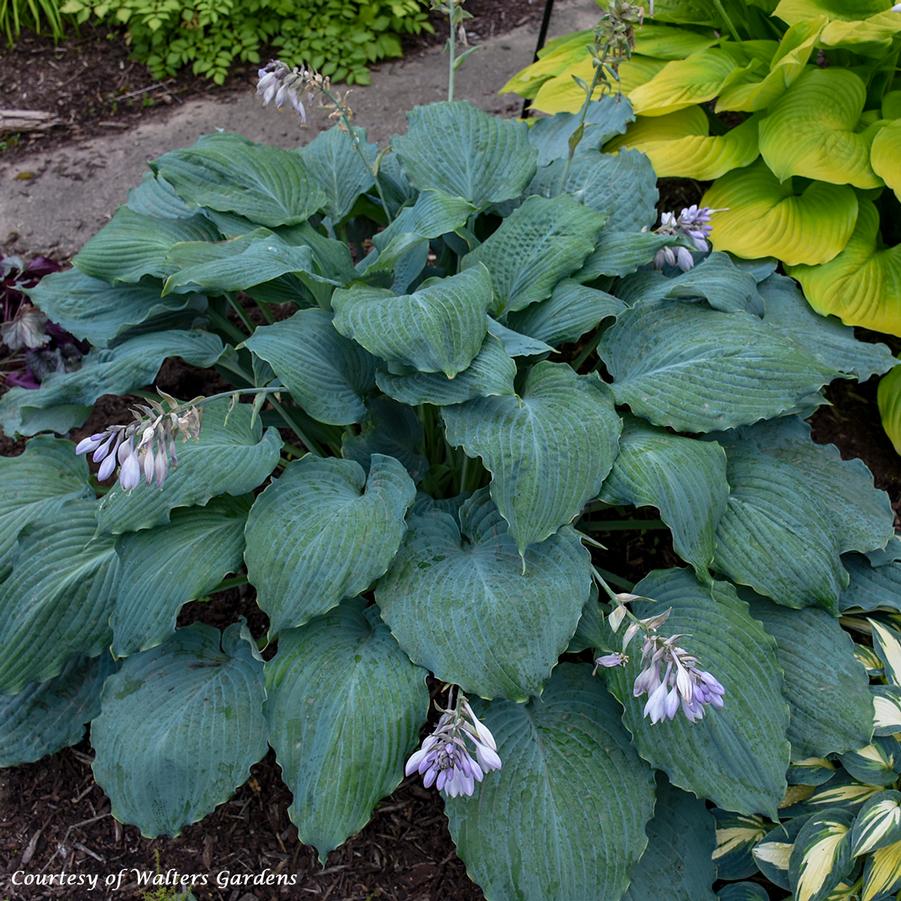 Hosta Diamond Lake