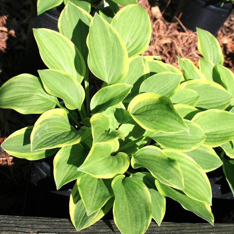 Hosta Golden Tiara