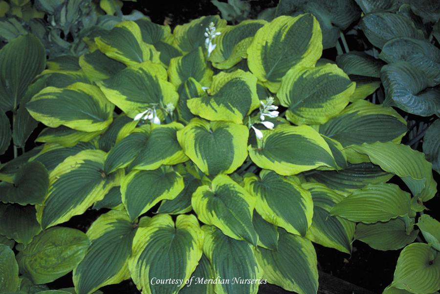 Hosta Satisfaction