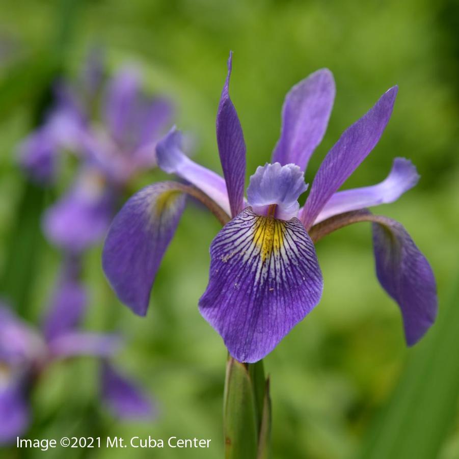 Iris versicolor Purple Flame