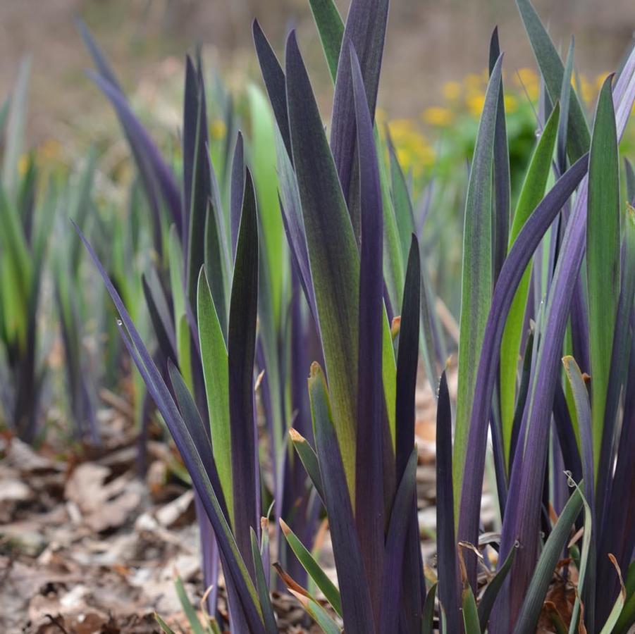 Iris versicolor Purple Flame