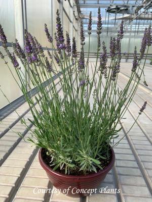 Lavandula intermedia Sensational