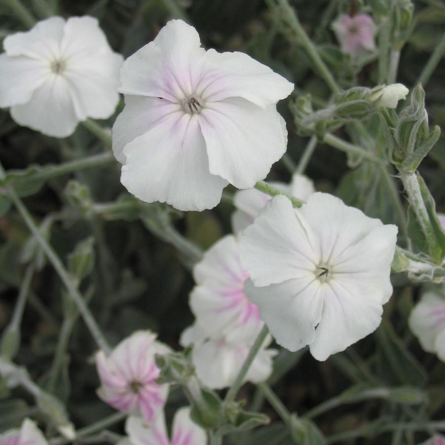 Lychnis coronaria Angel Blush