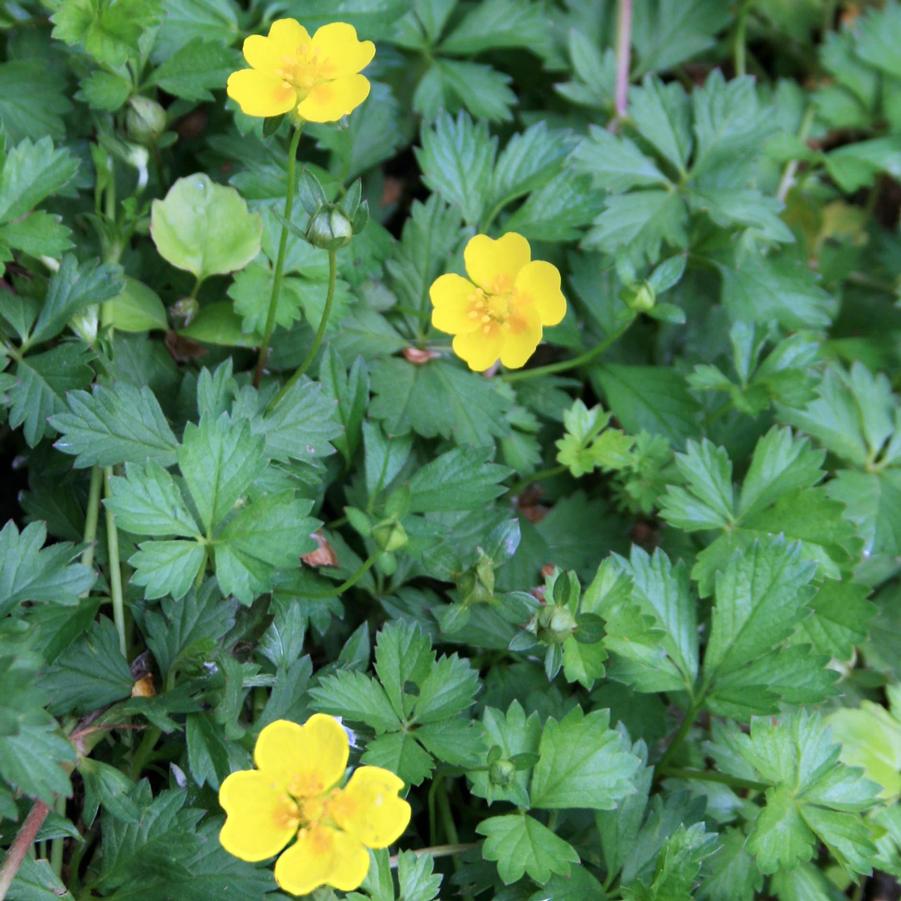 Potentilla neumanniana 