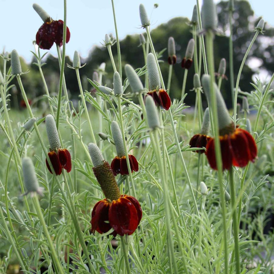 Ratibida columnifera Red Midget