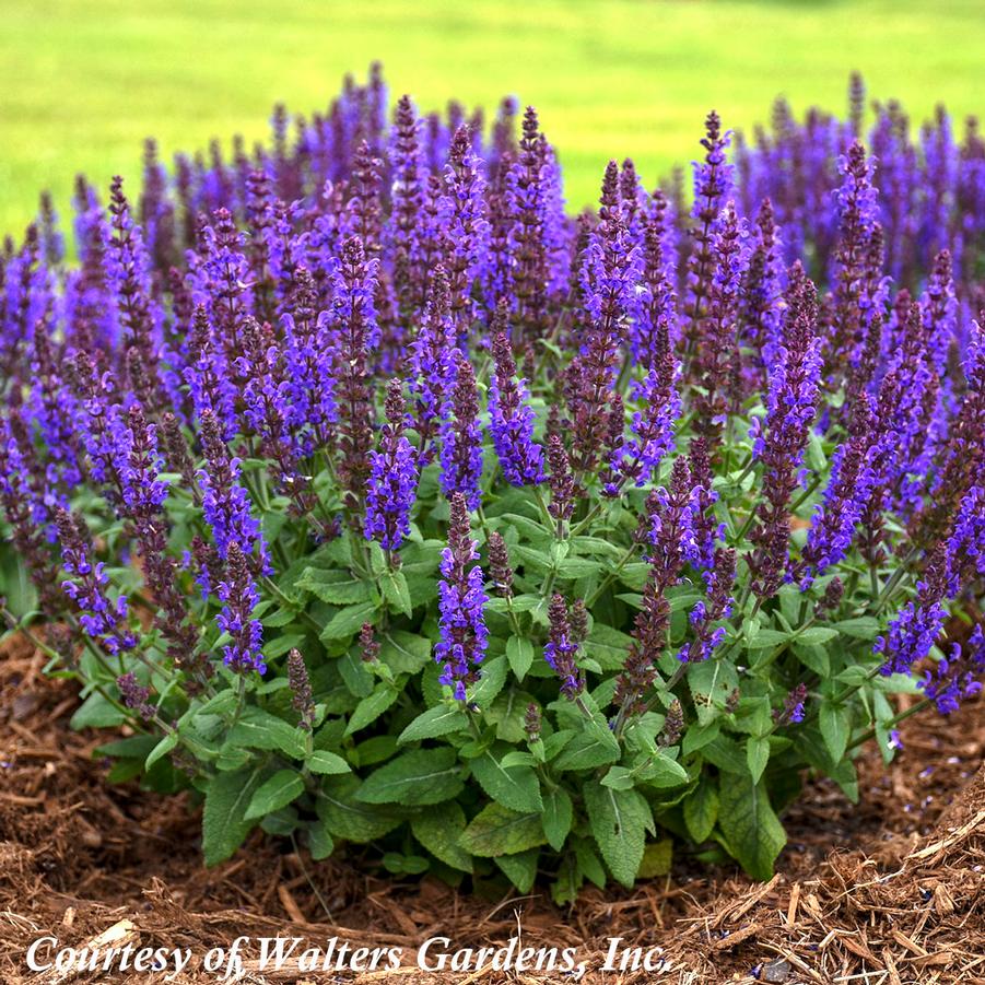 Salvia nemorosa Bumble Bumbleblue