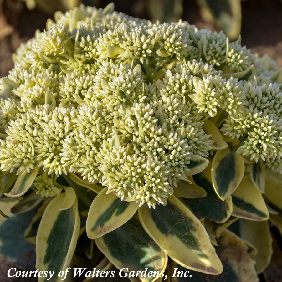 Sedum spectabile Frosted Fire