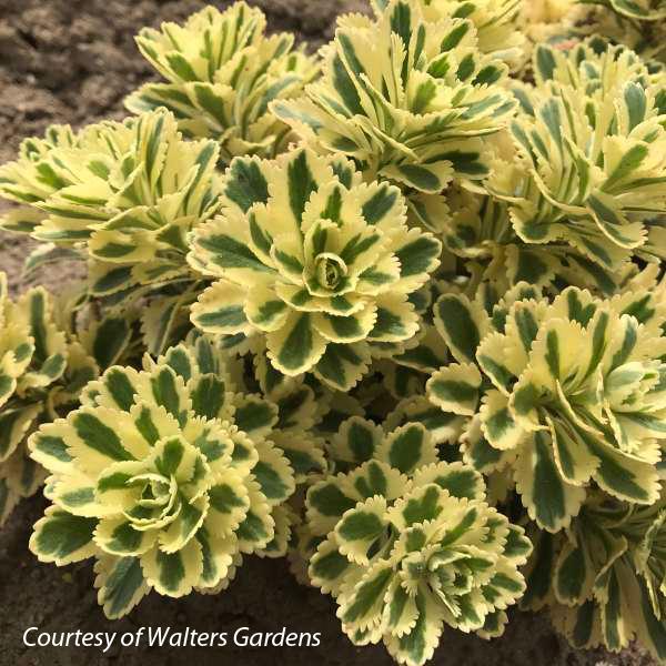 Sedum takesimense Atlantis