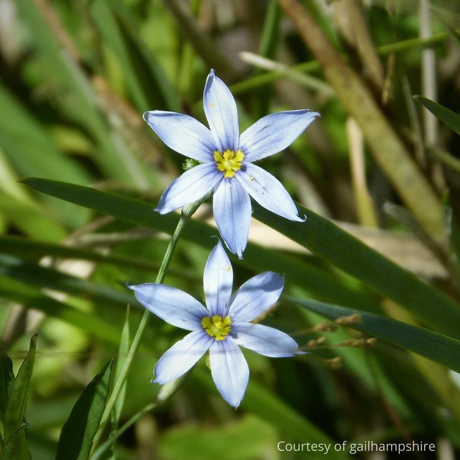 Sisyrinchium angustifolium Suwannee