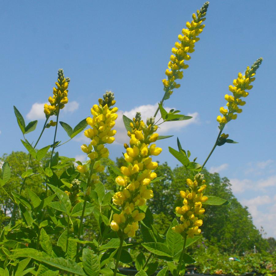 Thermopsis caroliniana (villosa) 