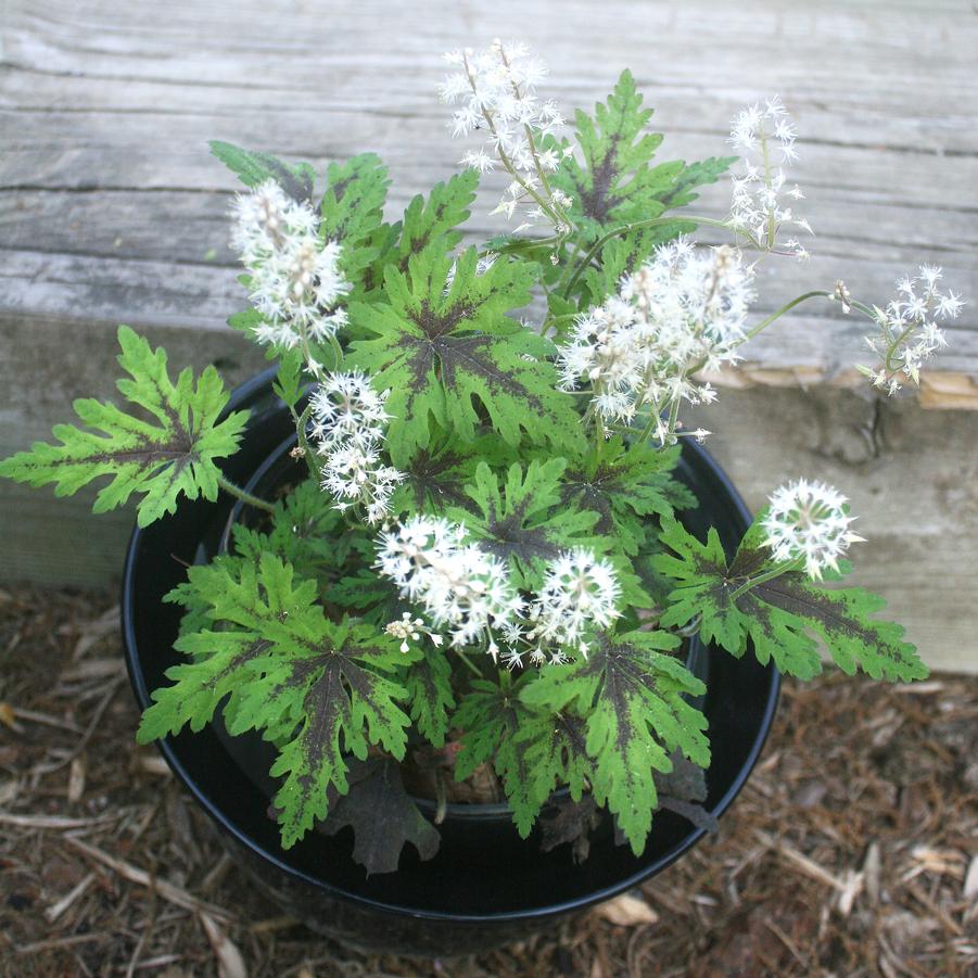 Tiarella Timbuktu