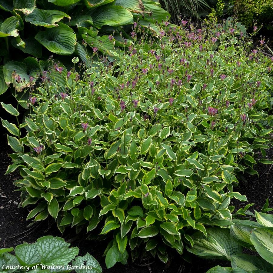 Tricyrtis formosana Autumn Glow