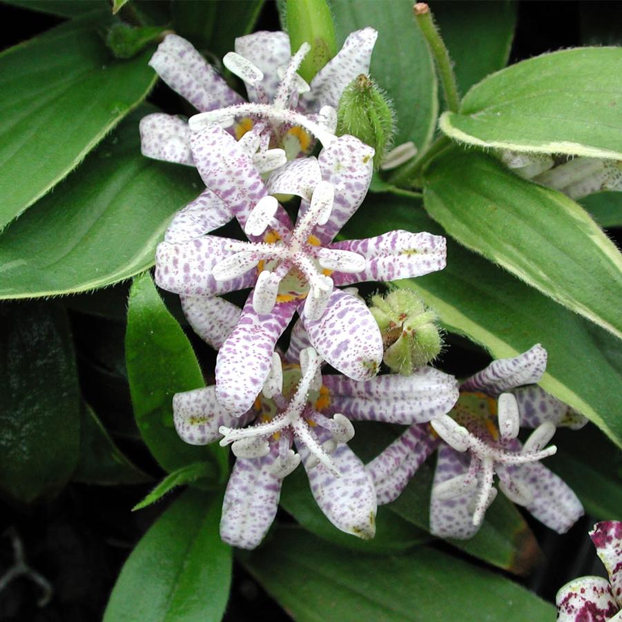 Tricyrtis hirta Variegata