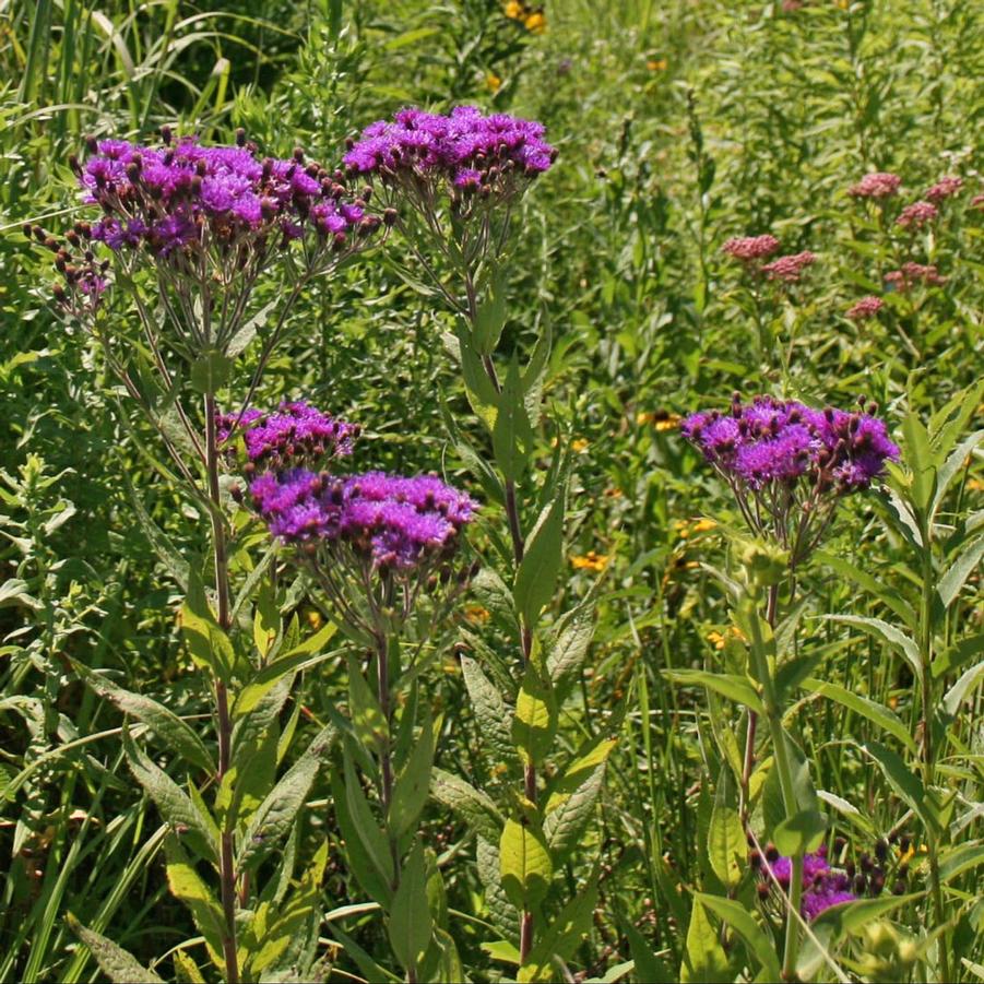 Vernonia noveboracensis 