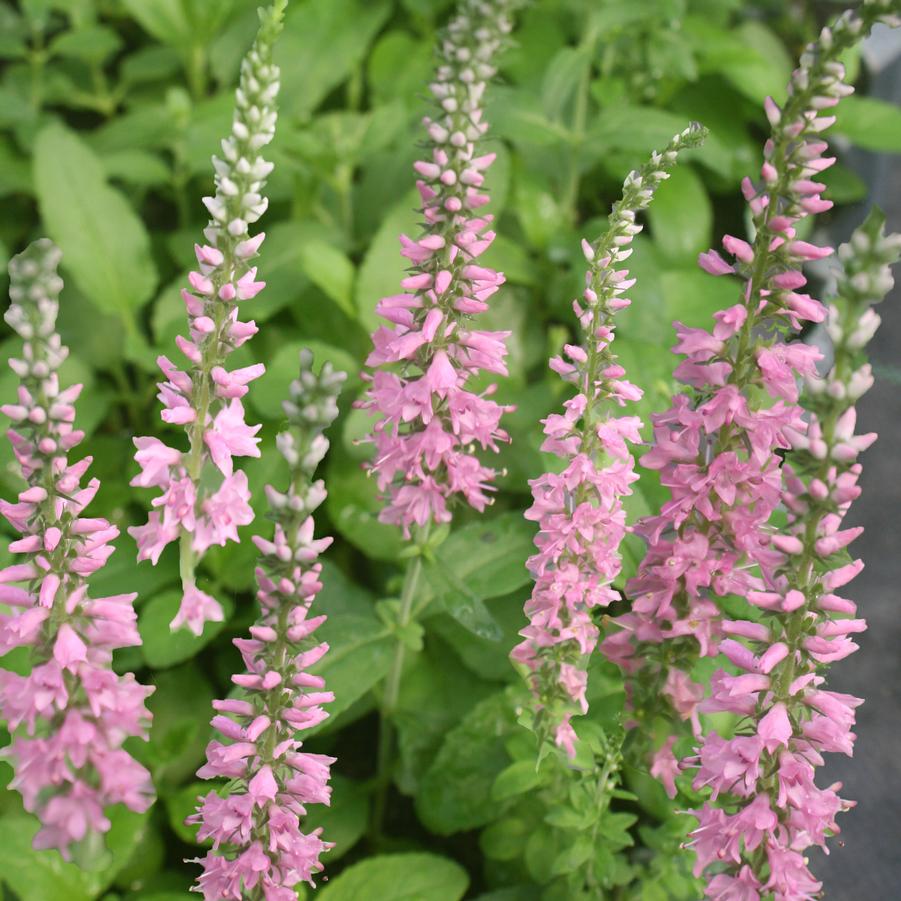 Veronica spicata Moody Blues Dark Pink