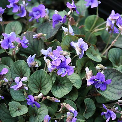 Viola walteri Silver Gem