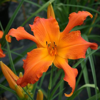 Hemerocallis Primal Scream