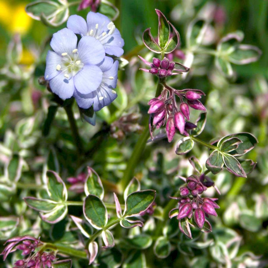 Polemonium reptans Touch of Class