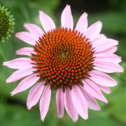 Echinacea purpurea 