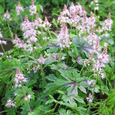 Tiarella Elizabeth Oliver