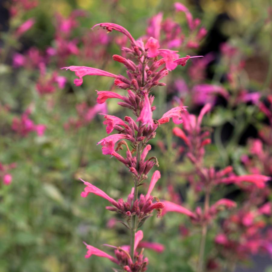 Agastache Morello