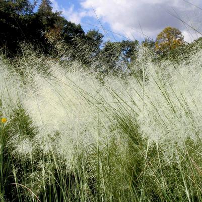 Muhlenbergia capillaris White Cloud