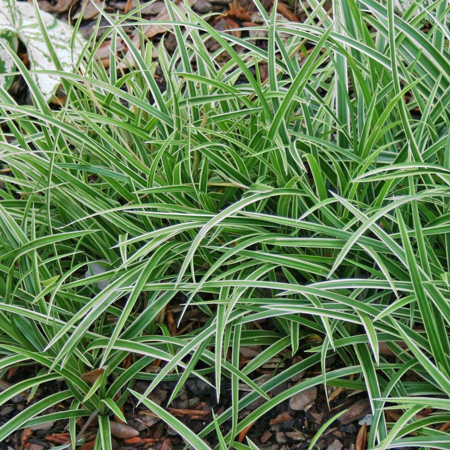 Carex morrowii Ice Dance