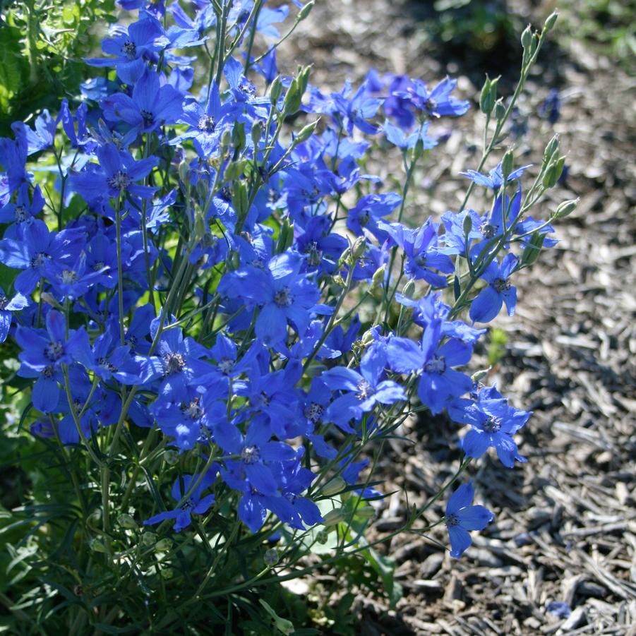 Delphinium Blue Mirror