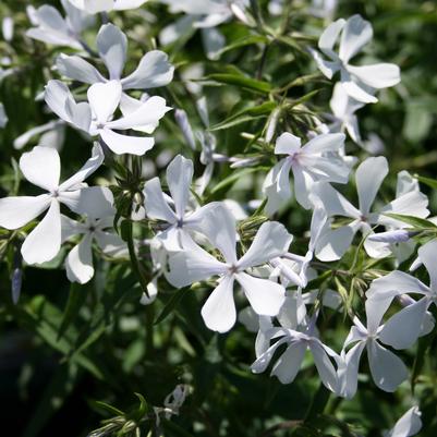 Phlox divaricata May Breeze