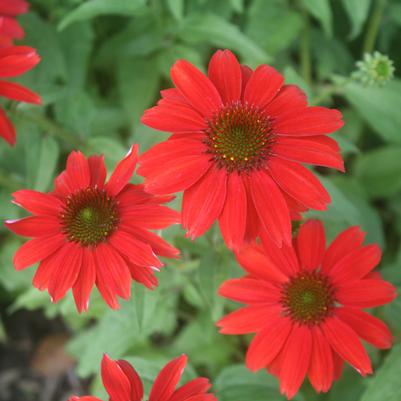 Echinacea Sombrero Salsa Red