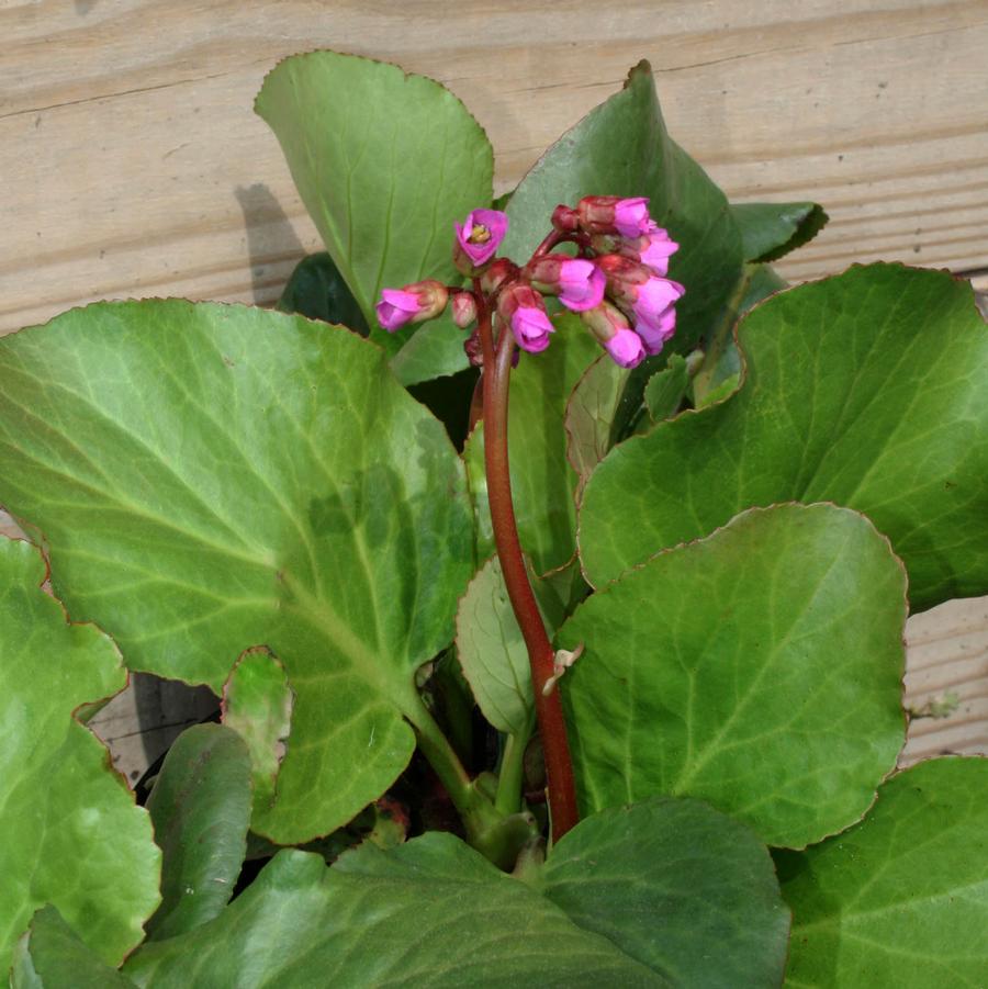 Bergenia cordifolia Winterglut