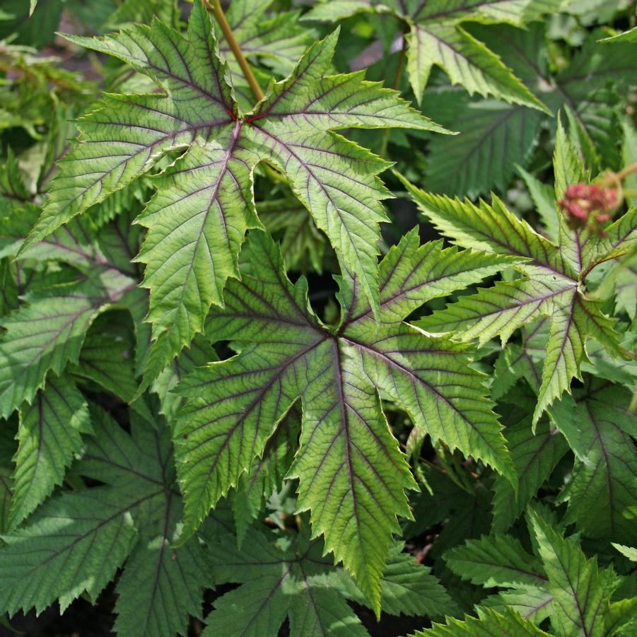 Filipendula Red Umbrellas